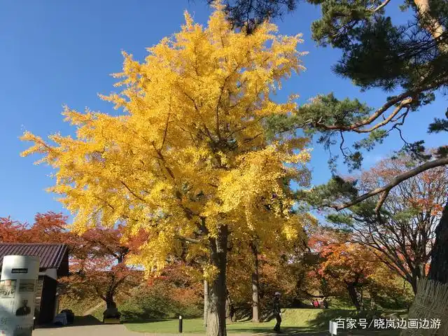 冬天去日本北海道函馆,坐电车悠闲玩转这座浪漫小城