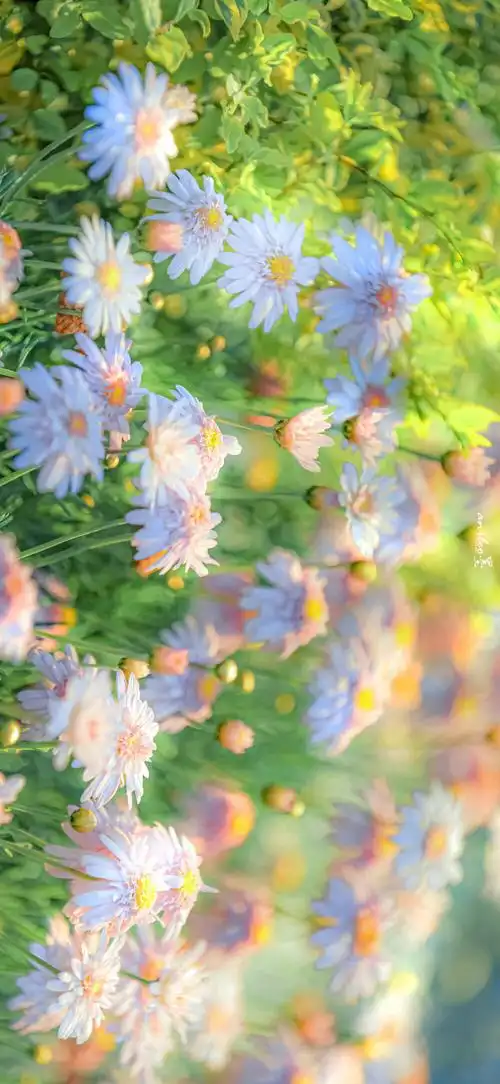 花的色彩 锁屏背景 侵删 - 堆糖,美图壁纸兴趣社区