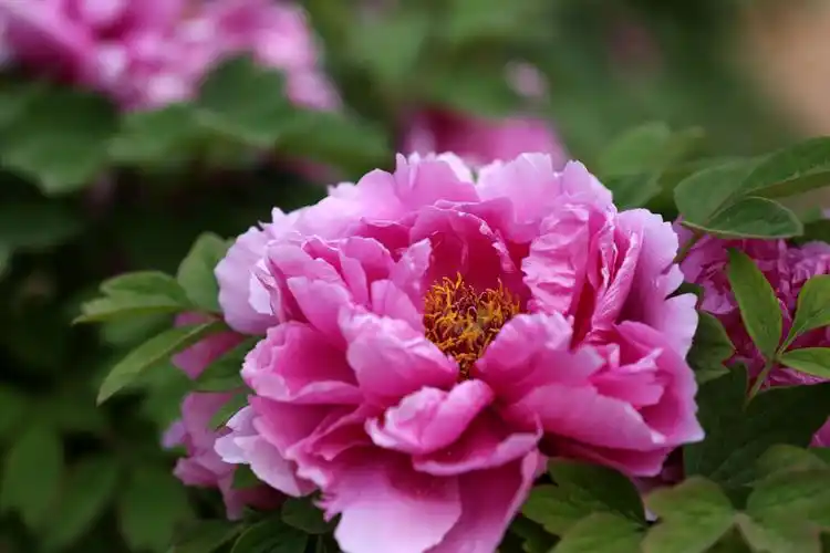 牡丹花品冠群芳