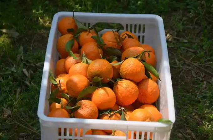 四川水果批发_四川蔬菜批发_四川水果蔬菜产地供应-屏山优质椪柑