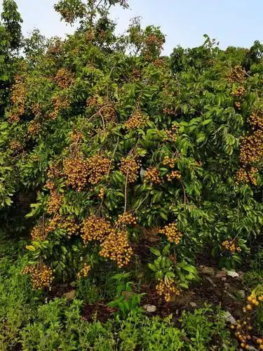 才哥龙眼园7月20号开园了