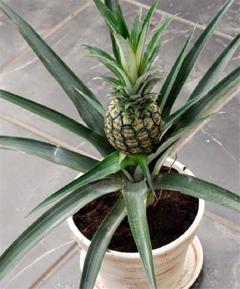菠萝