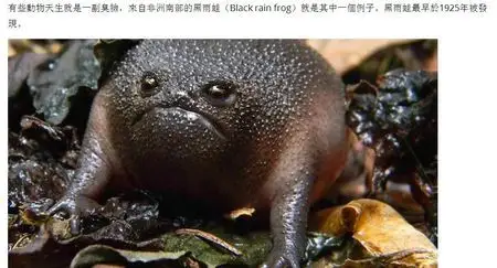 请问这是什么动物?