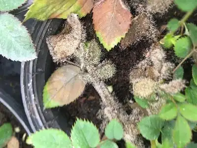 「专家发布」月季灰霉病田间防控技术规范