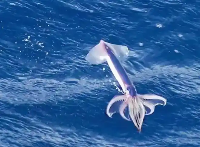 鱿鱼的神奇能力鱿鱼不但会在海中畅游其实它们还能在空中飞翔