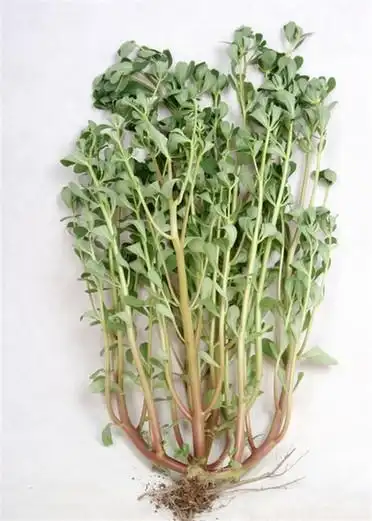 新鲜蔬菜京津冀满68包邮 野菜 马齿苋  妈妈菜 长寿菜一斤装