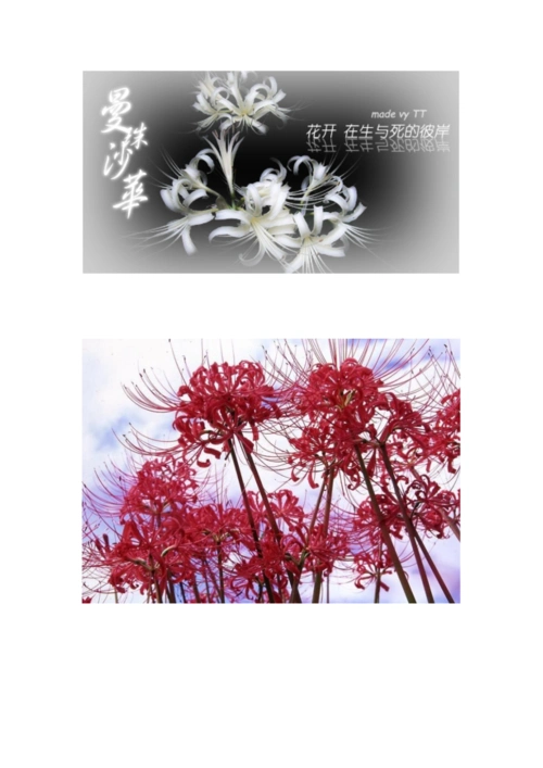 曼珠沙华优美语句.doc