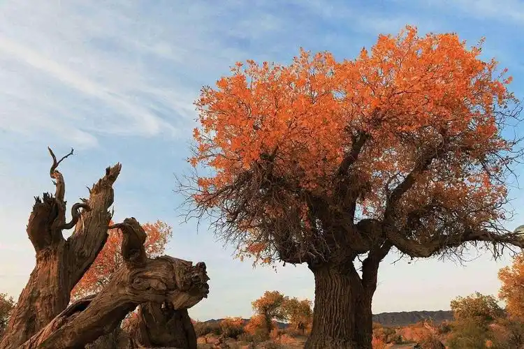 中国公认的9种顶级古树名木