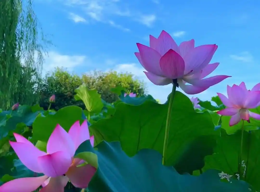 蓝天白云,荷花池塘游游.