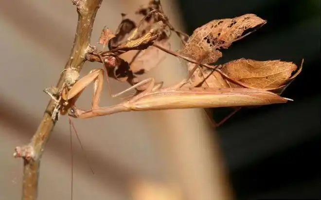 昆虫界的恐怖杀手,号称"无影刀"的螳螂哥!