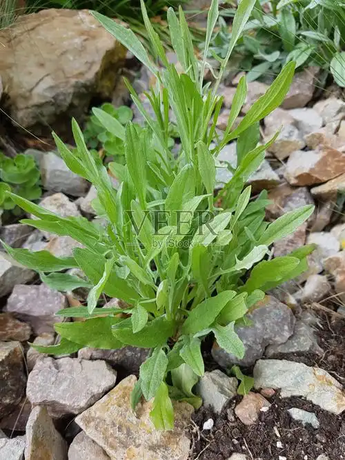 浅矢车菊属cyanus幼苗照片摄影图片