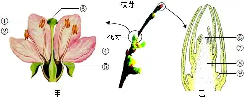 甲图是花的结构模式图,乙图是枝芽结构示意图.请根据