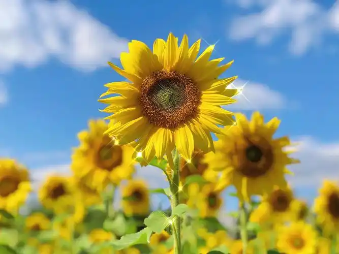 小清新的向日葵