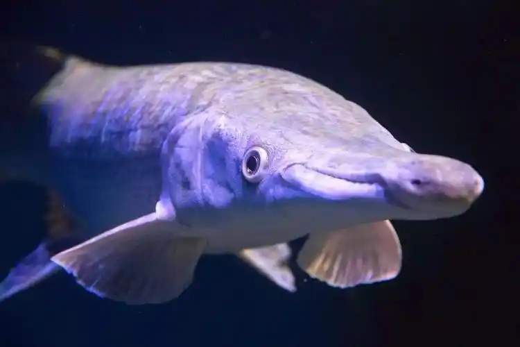 鳄雀鳝:我真的不是二口女,我吃的很少|鳄雀鳝|鲤鱼|地球_新浪新闻