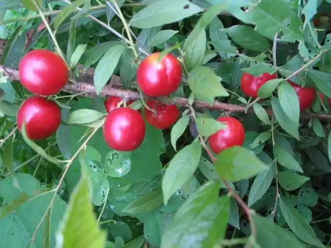 欧李-外省果农寄样品我来作鉴评-欧李网