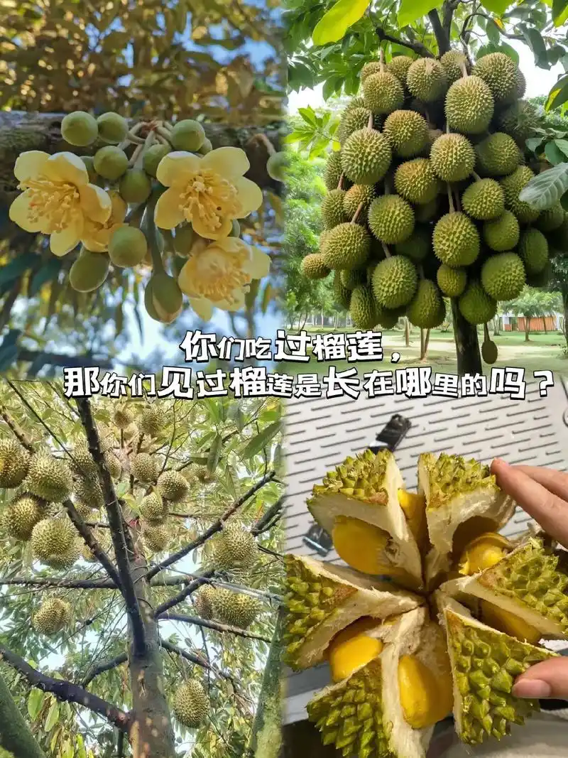 那你们见过榴莲是长在哪里的吗你们吃过榴莲