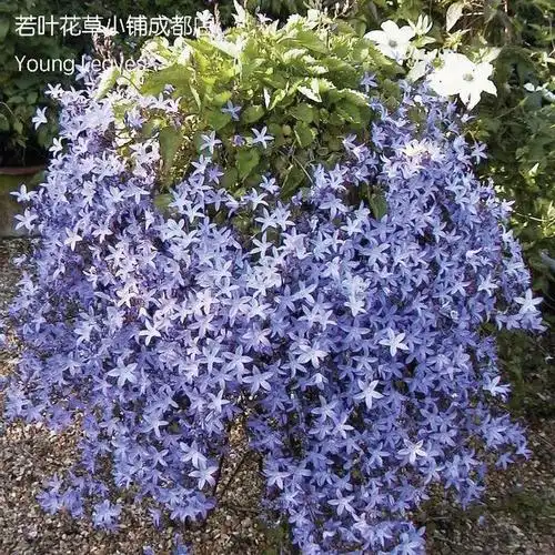 蓝色垂吊风铃草campanulaposcharskyana蓝花耐寒盆栽丰花