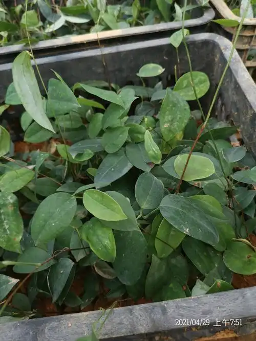 茯苓三年10棵薯仔质带肉粉白肉粉年老饭头苗冷药材种子