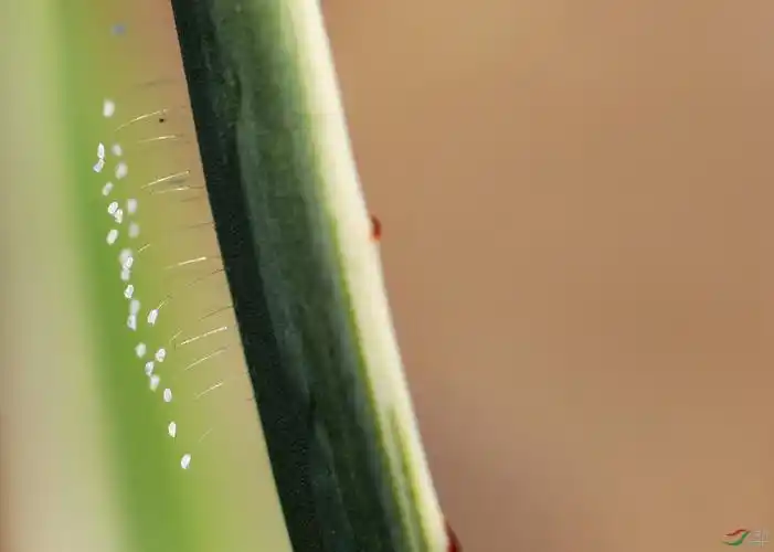 《优昙婆罗花与草蛉卵的区别》