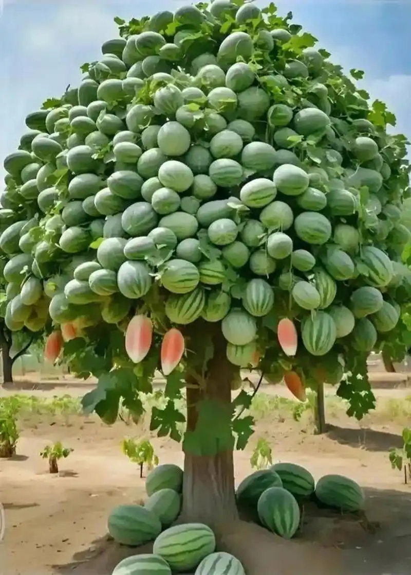 今年种了一颗西瓜树,结了满满一树的西瓜.