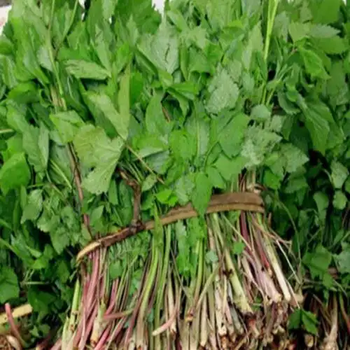 山菜新鲜野生山野菜大叶芹山芹菜***绿色野生蔬菜