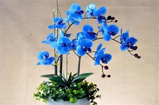 蝴蝶兰什么颜色名贵黄色品种价格昂贵