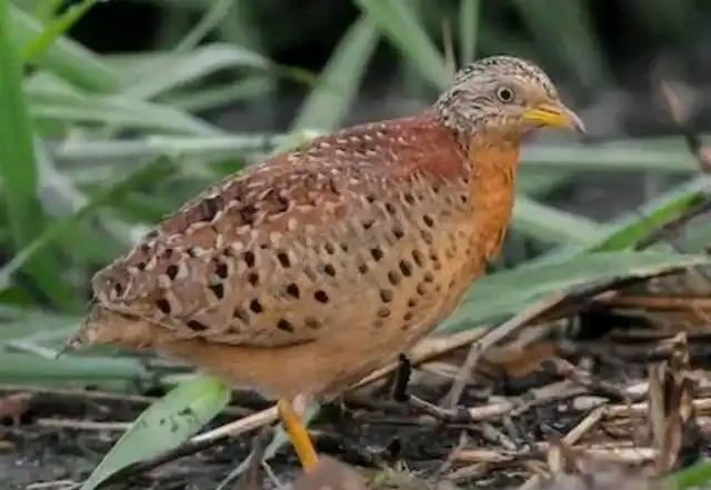 贵州山中频繁传来奇怪叫声,真相已查出,原来是他所发出的