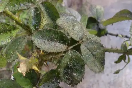 月季花生红蜘蛛怎么办