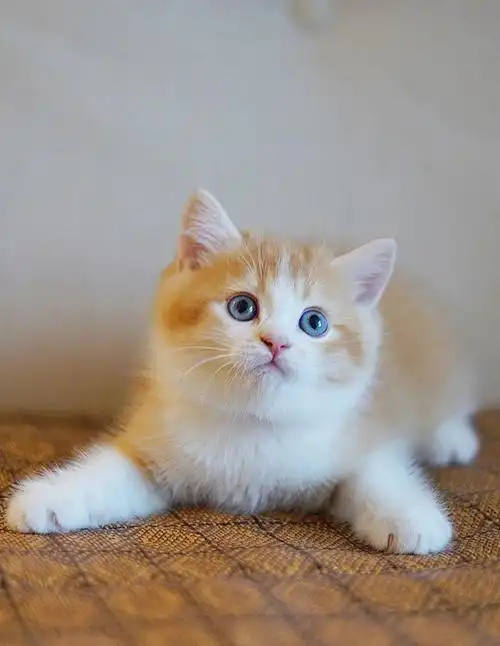 这只小猫咪真的是长到我的心坎里了