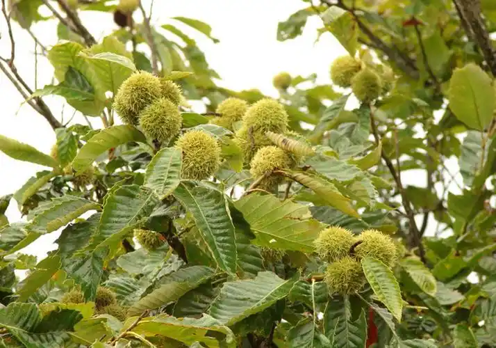 板栗树 - 热门商品专区