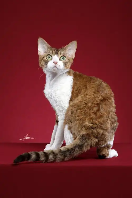 德文卷毛猫|摄影|宠物摄影|amyworks赛猫摄影 - 原创作品 - 站酷