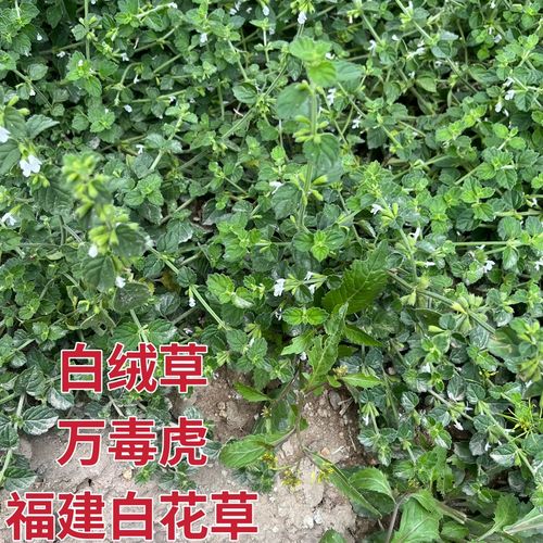 白花仔新鲜万毒虎老虎花白花塔仔草茶匙红福建白绒草银针七北风草