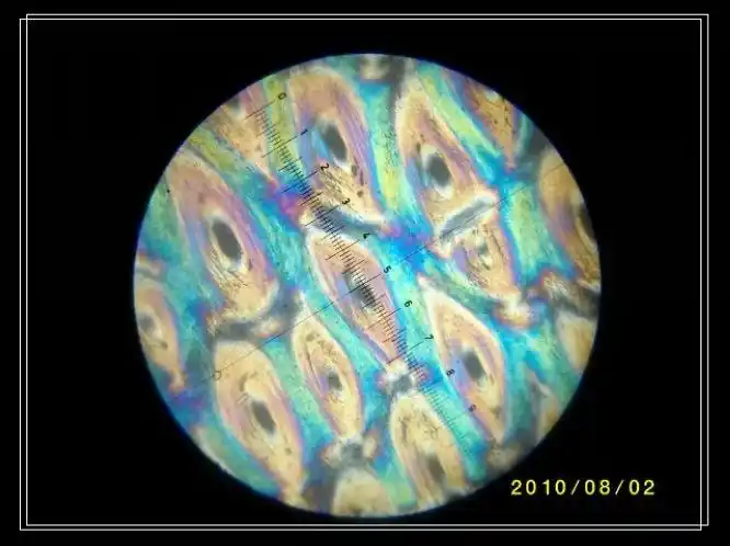 犀角显微结构分析