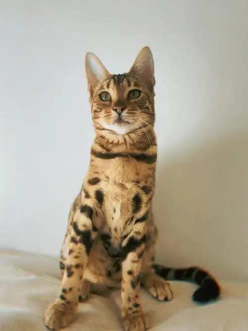 我被我家豹猫帅到了