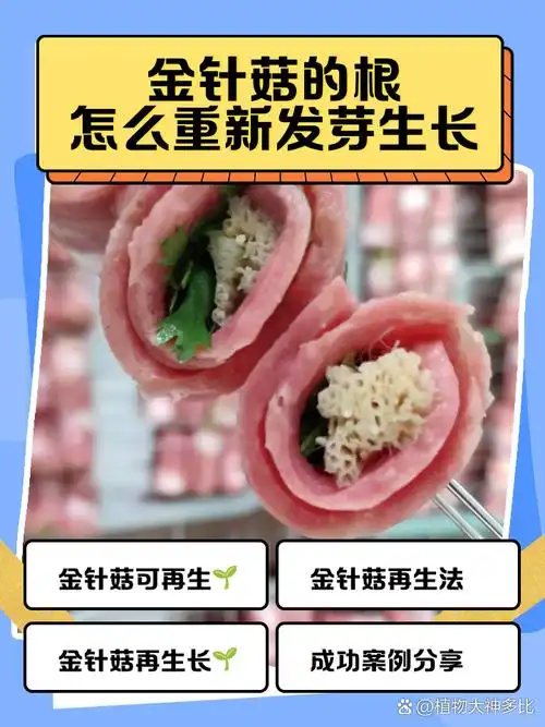 金针菇的根怎么重新发芽生长