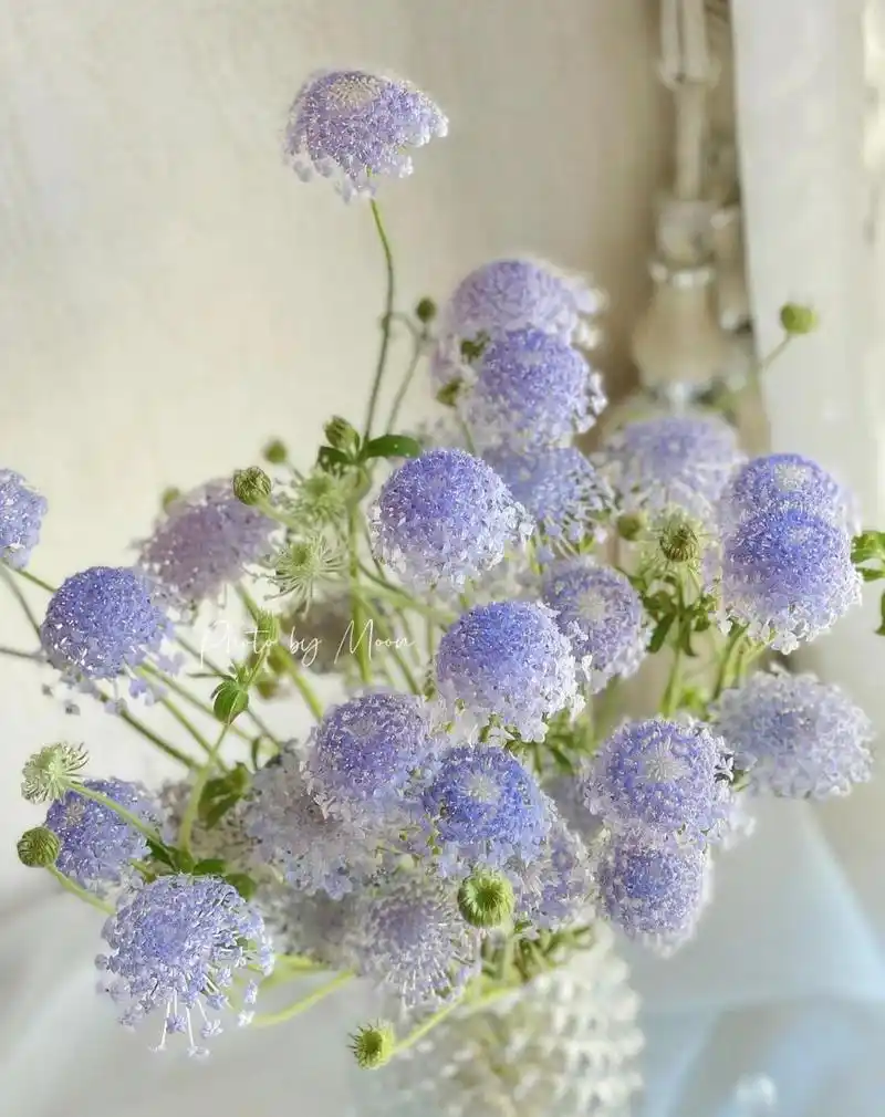 鲜花分享|翠珠 翠珠很长命,可以养很久,小花苞都能开,除了有点掉渣,没