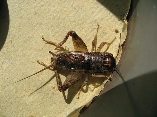 蟋蟀论坛 - 中国蟋蟀网 - powered by discuz!