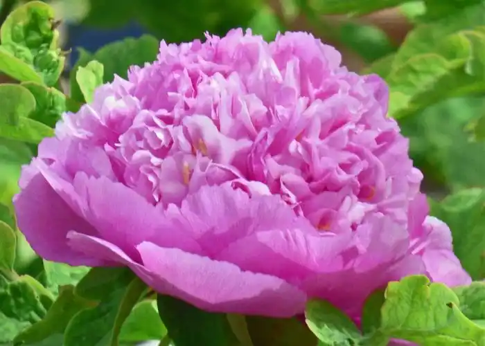 见识了牡丹花的富丽堂皇!