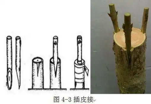 嫁接方法(枇杷嫁接方法)