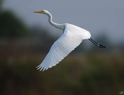 中白鹭 ★ (网络图片)