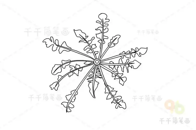 荠菜简笔画画法