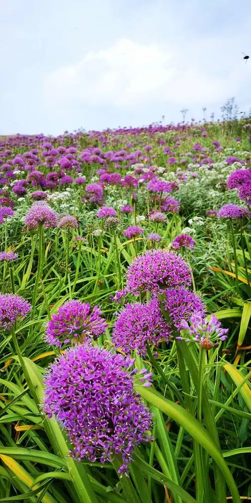 韭菜坪上的野生韭菜花象一首多情的诗,浪漫地飘散在阿西里西大草原上