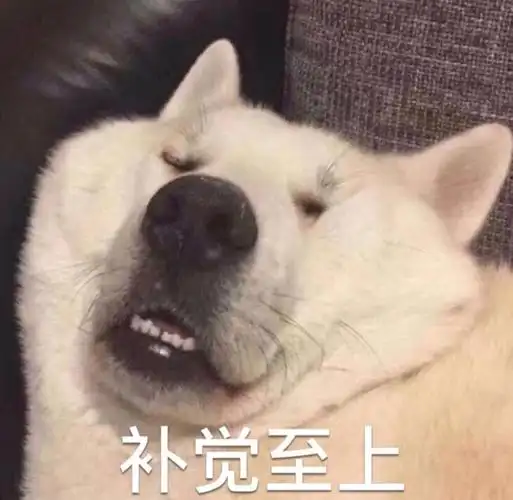 萌宠gif汪星人gif睡觉了gif补觉至上gif憨憨gif可爱gif