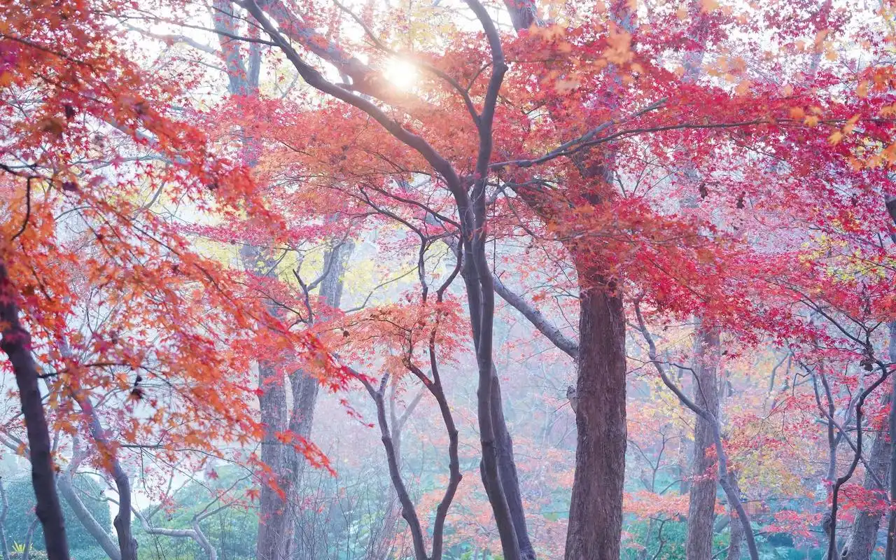 唯美迷人枫林景色