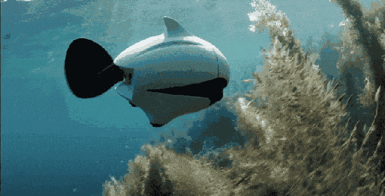 550_281gif 动态图 动图