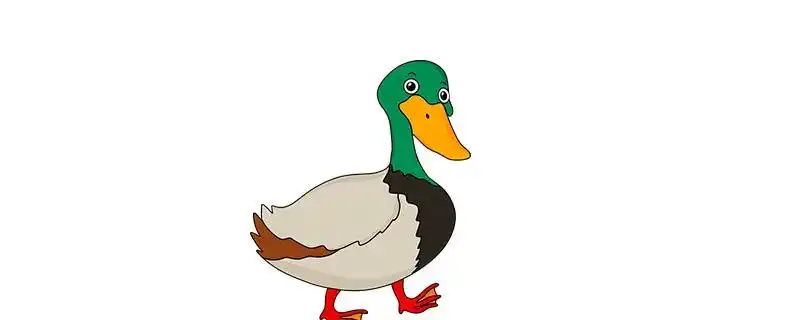 鸭子尾巴的作用