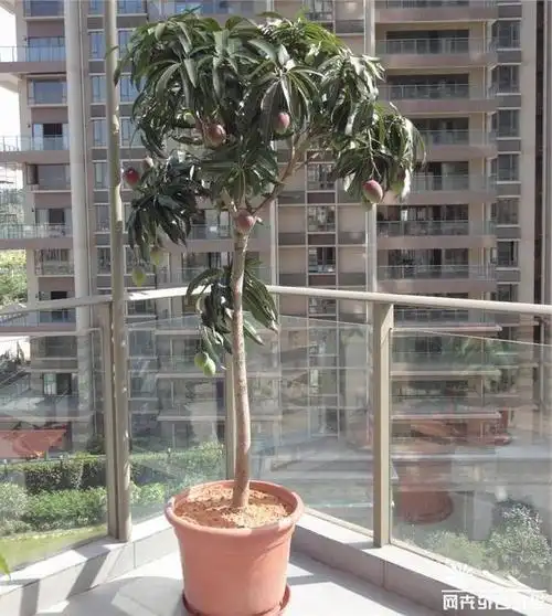 利用芒果的种子怎么种植小芒果树盆栽