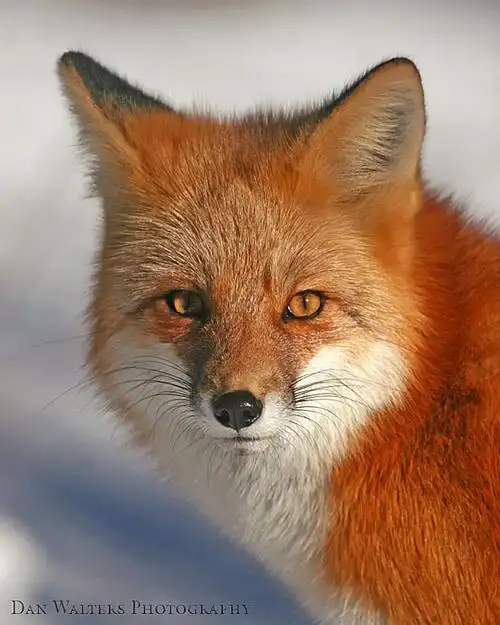 八一红狐狸小说家园