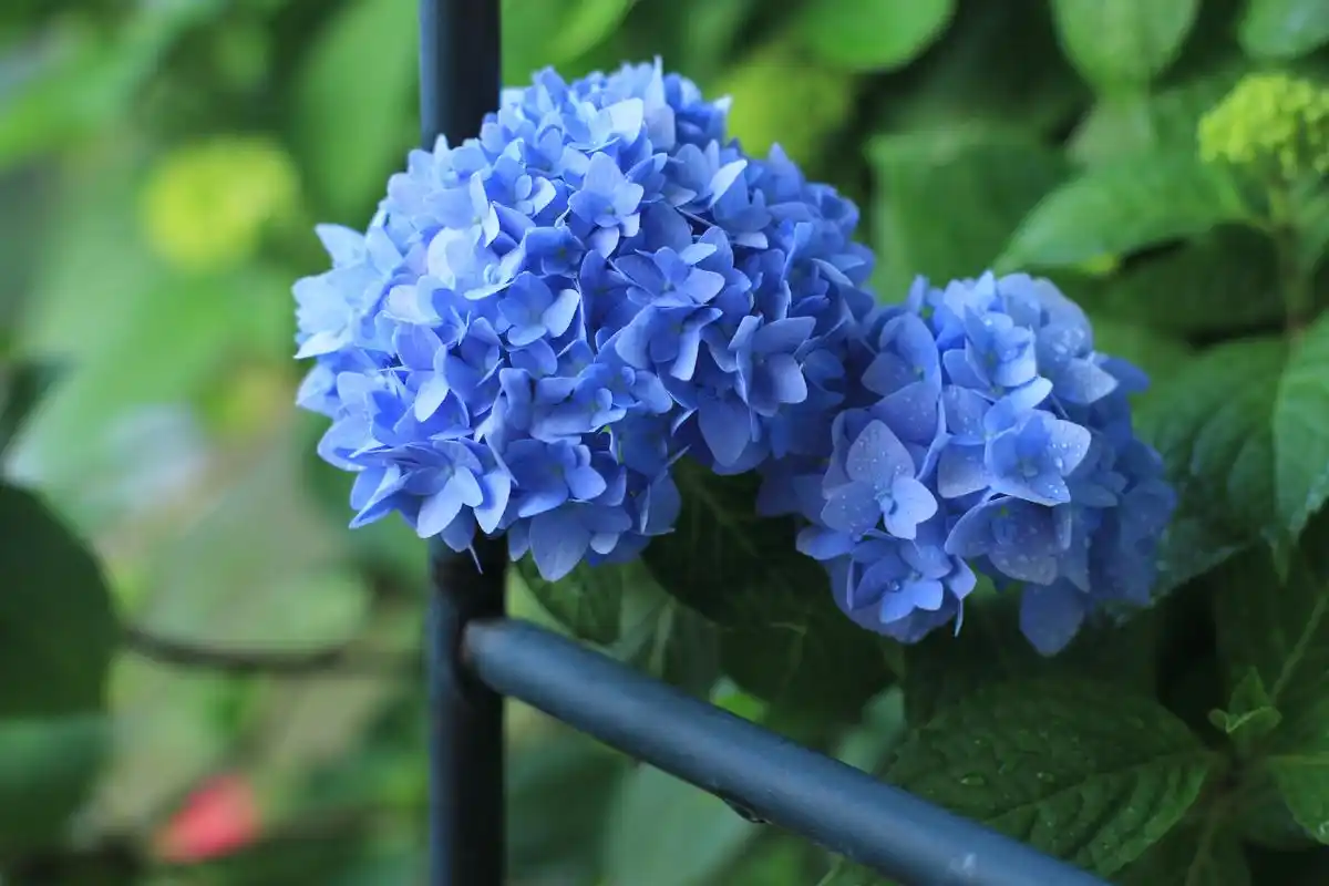 get无尽夏养植法,收获花开无尽 - 天猫精选