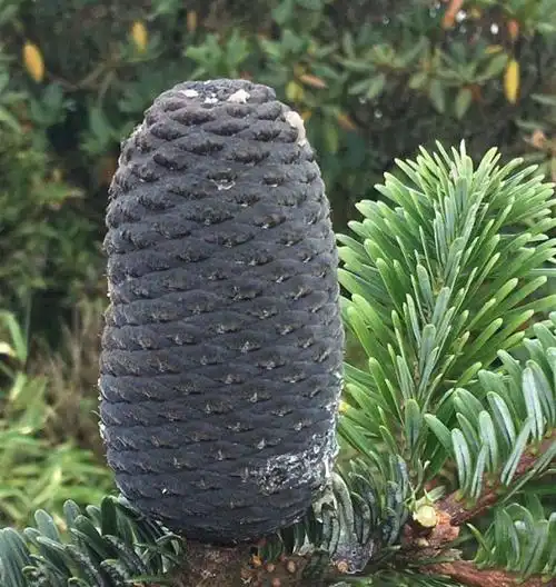 国家Ⅰ级保护濒危珍稀植物:梵净山冷杉_网易订阅